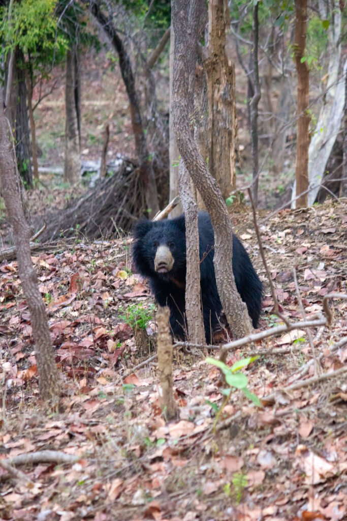 Baloo, is that you? 🐻 A majestic encounter in the real-life land of Mowgli. #Pench #Wilderness"
"Caught a glimpse of the 'Bare Necessities' today in Pench. Nature at its finest. 🌿"